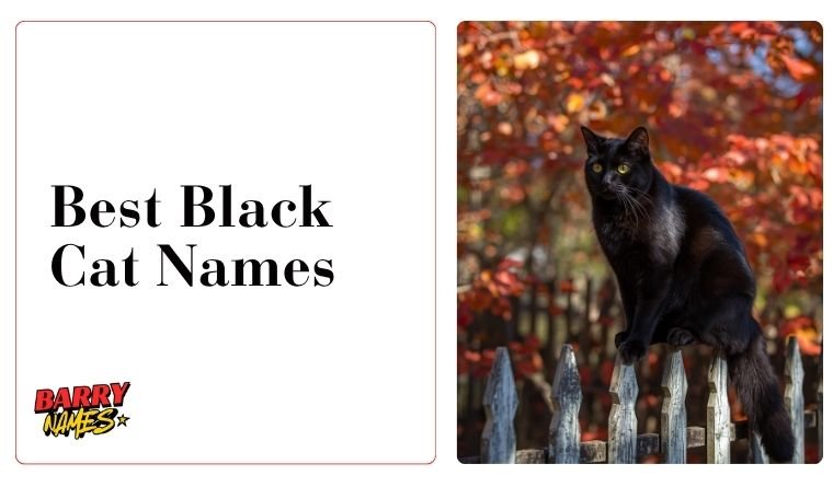 Best Black Cat Names
