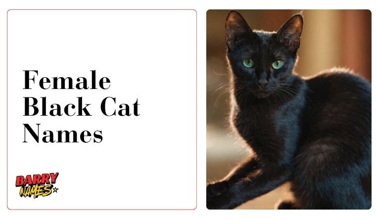 Female Black Cat Names