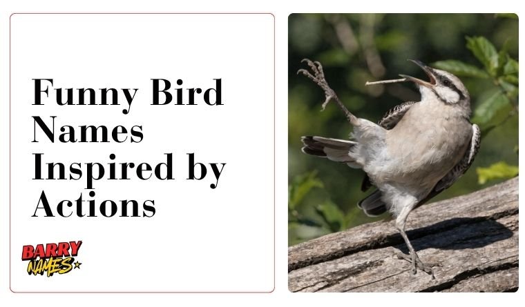Funny Bird Names Inspired by Looks