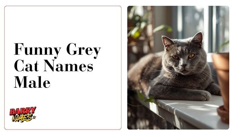 Funny Grey Cat Names Male