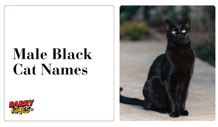 Male Black Cat Names