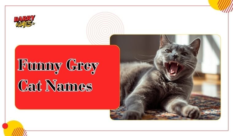 Funny Grey Cat Names
