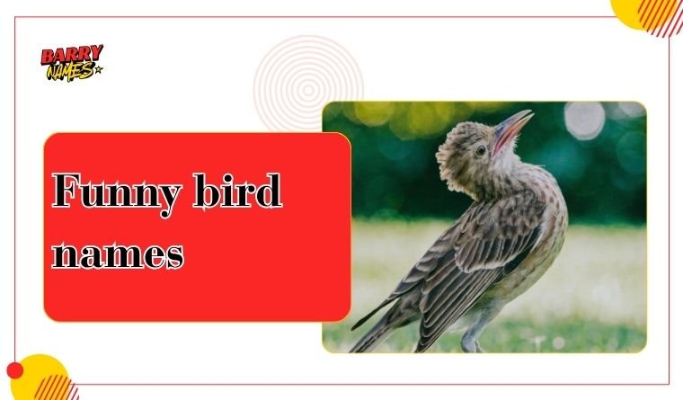 Funny bird names