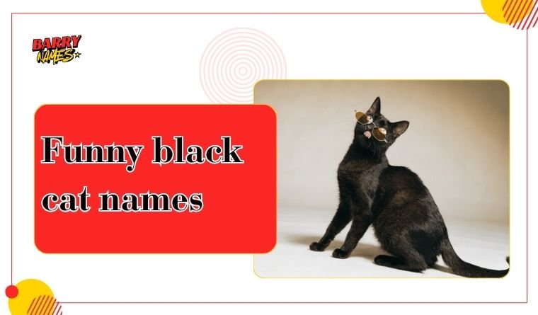 Funny black cat names